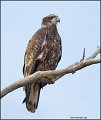 _2SB4312 immature bald eagle
